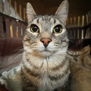 Telegram profile photo for Zazu The Cat