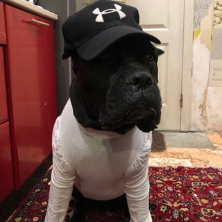 Telegram profile photo for makkam🐕