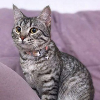 Telegram group profile photo for КОШКИ НА ПРИСТРОЙ каталог