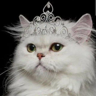 Telegram profile photo for Маркиза ZOO🐶🐱 Груминг Стрижка собак, котов 🐾
