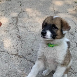Telegram profile photo for Сержант Постріл