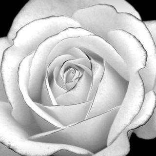 Telegram group profile photo for The White Rose Wyoming