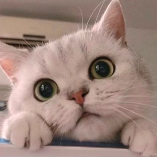 Telegram profile photo for coco通知
