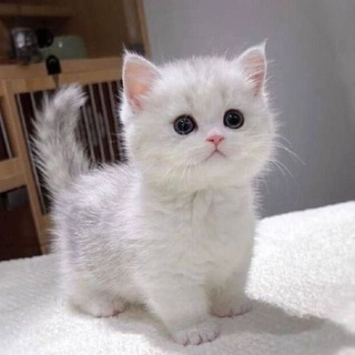 Telegram profile photo for cutolsgpt 💕| ТЕ САМЫЕ ОБРАБОТКИ