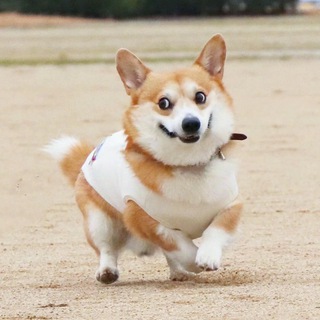 Telegram profile photo for 推广素材/pg电子/提款截图/中奖截图
