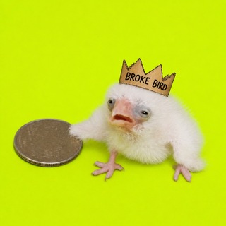 Telegram profile photo for Broke Portal