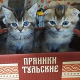 Telegram profile photo for — kvava | длительный рест из-за тупой работы