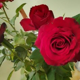 Telegram profile photo for 🌹Atirgulim🌹
