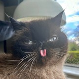 Telegram profile photo for графские развалины