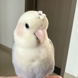 Telegram profile photo for chirp.