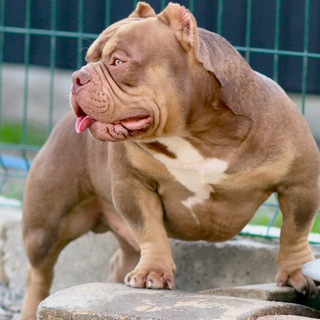 Telegram profile photo for ⚜️GOLDEN🅱️ULLS⚜️ Американский Булли, Миниатюрный бультерьер