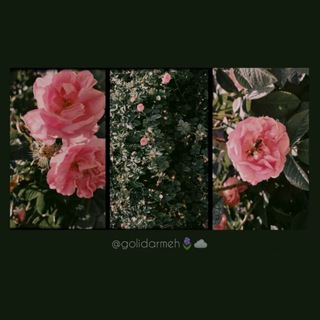 Telegram profile photo for |گُلی در مِه|