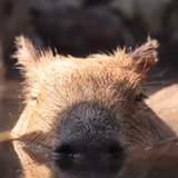 Telegram profile photo for capybara gang