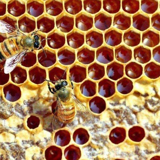 Telegram profile photo for ASAL Shifo 🍯 🐝