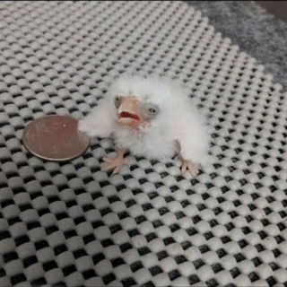 Telegram profile photo for Зона содержания Асёнка