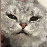 Telegram profile photo for Ᏽ꤈