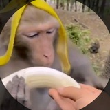 Telegram profile photo for 🐒гифки с бибизянами🐒
