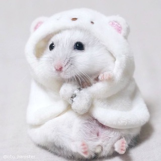 Telegram profile photo for боты с рассылкой