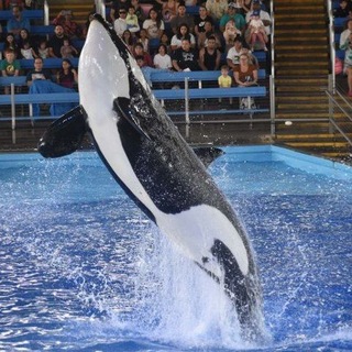 Telegram profile photo for orca sakari irl!