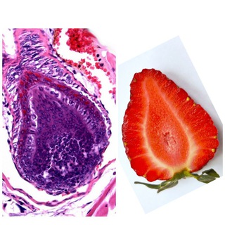 Telegram profile photo for Pathologist_without_beard