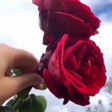 Telegram profile photo for 🍃🌺گلهای شقایق🌺🍃