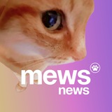 Telegram profile photo for Mews News | Котоновости