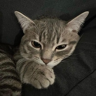 Telegram profile photo for ๐๐ข๐ ๐6๐๐ก | inactive