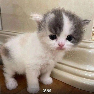 Telegram profile photo for Складские помещения с мемами