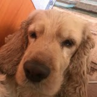Telegram profile photo for Мопсярики