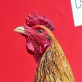 Telegram profile photo for សង្វៀនបក្សី CS🐓💸