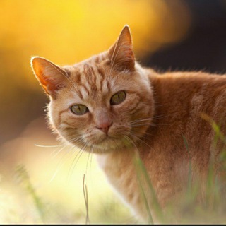 Telegram profile photo for Katzenfreunde😸