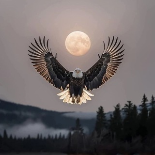 Telegram profile photo for عدالتنامه