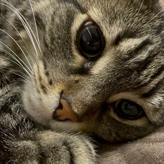 Telegram profile photo for заранее извиняюсь