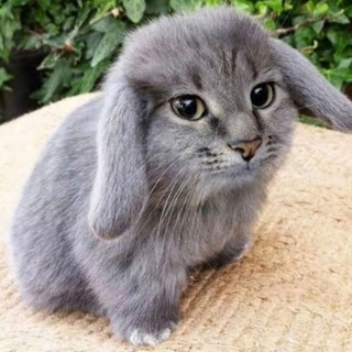 Telegram profile photo for амбассадор пту
