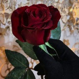 Telegram profile photo for ๐ธ ู
ูู
ููุง ุฑูุงูู ููู๐ธ ุงูุฃุซุฑ