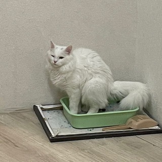 Telegram group profile photo for пиздюки