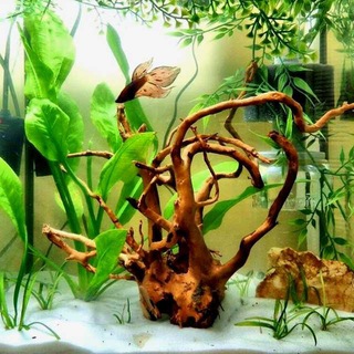 Telegram profile photo for aquariumi آکواریومی