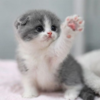 Telegram profile photo for Милые животные 🐈🐶