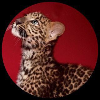 Telegram profile photo for "١٤٢١ﮪ🌷"