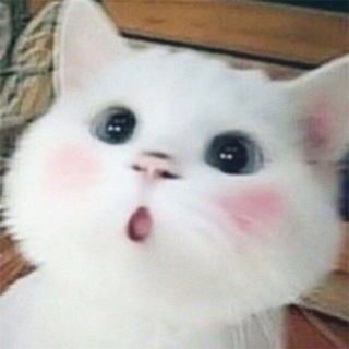 Telegram group profile photo for ooocatcoin_cto