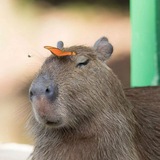 Telegram profile photo for Capybaras|Промокоды