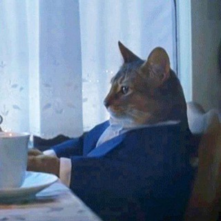 Telegram profile photo for CatNews Отдыхает
