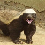 Telegram profile photo for Medoedd