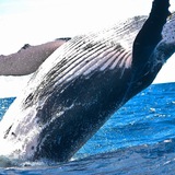 Telegram profile photo for WhalesPower