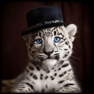 Telegram profile photo for MEMOrium