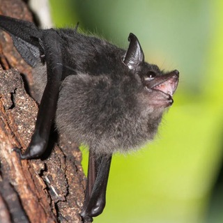 Telegram profile photo for Daily portion of bats🦇