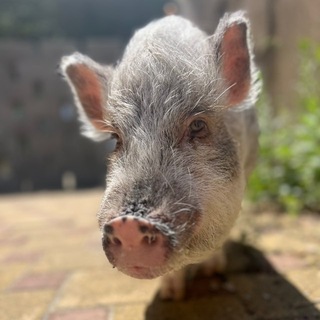 Telegram profile photo for Хоромы Люси🐽
