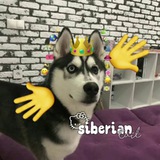 Telegram profile photo for Сибирский хвост