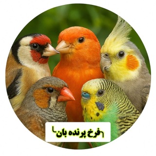 Telegram profile photo for کانال دارو درمان پرنده بان
