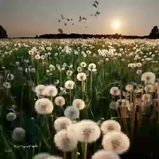 Telegram profile photo for قاصدک مریم راعی
